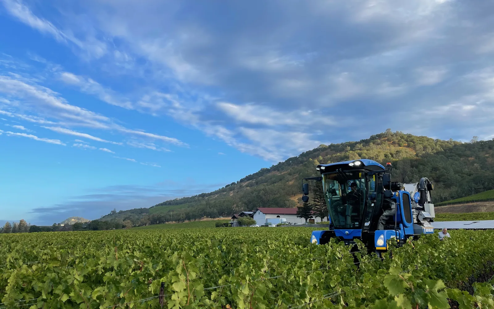 New Holland Braud grape harvester working in a California vineyard